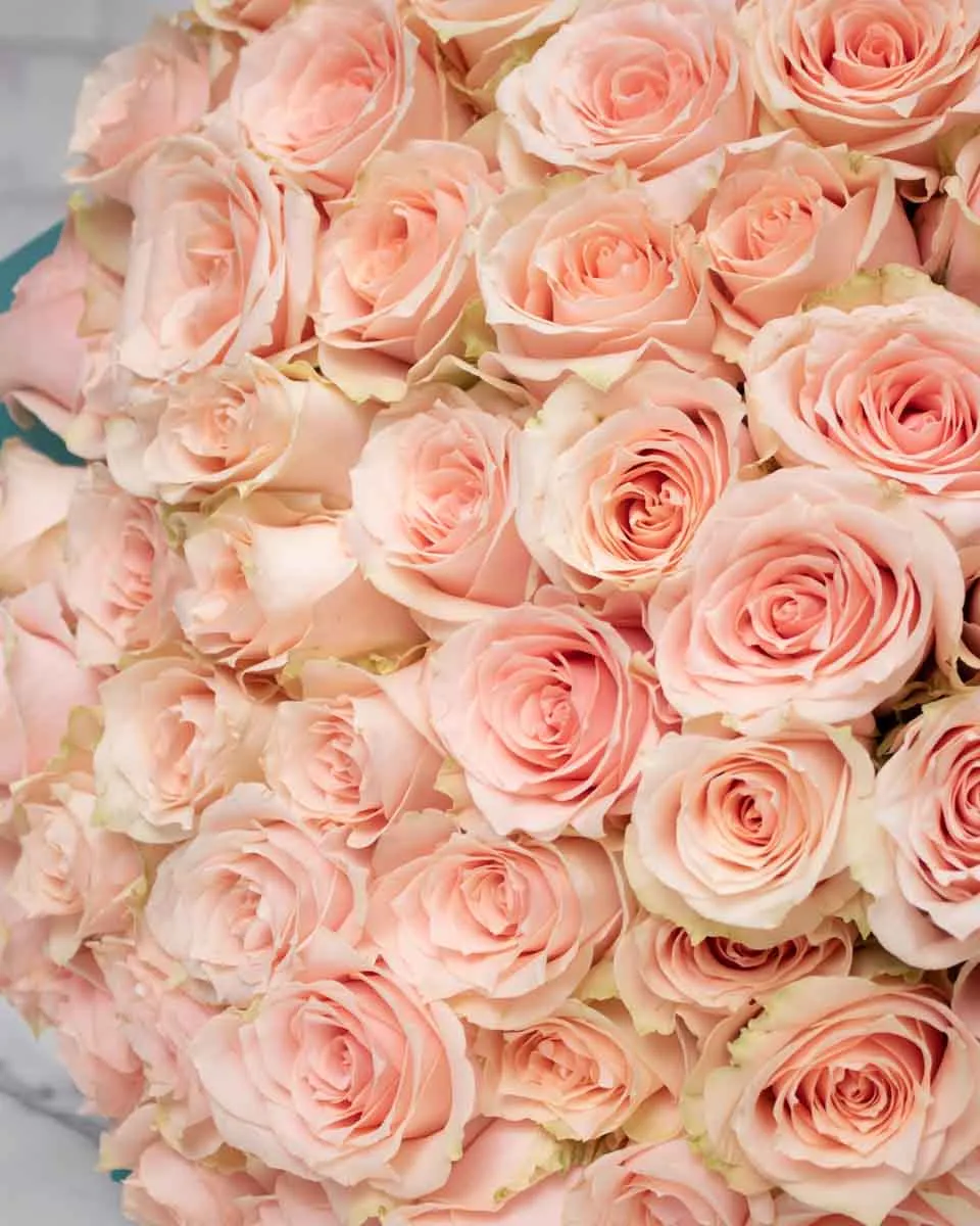 100 harmony rose detailed 3