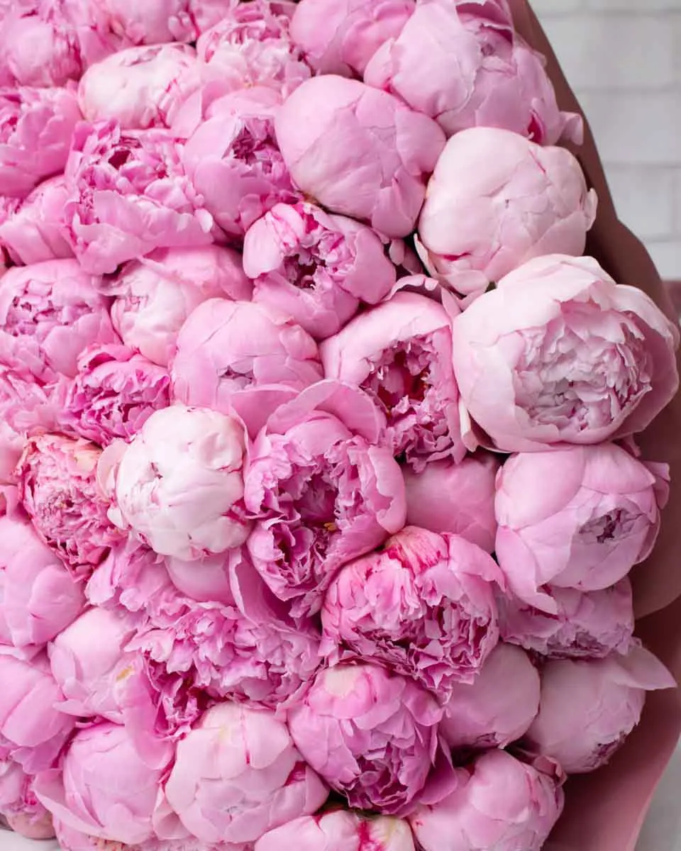 100 peony pink detailed 3