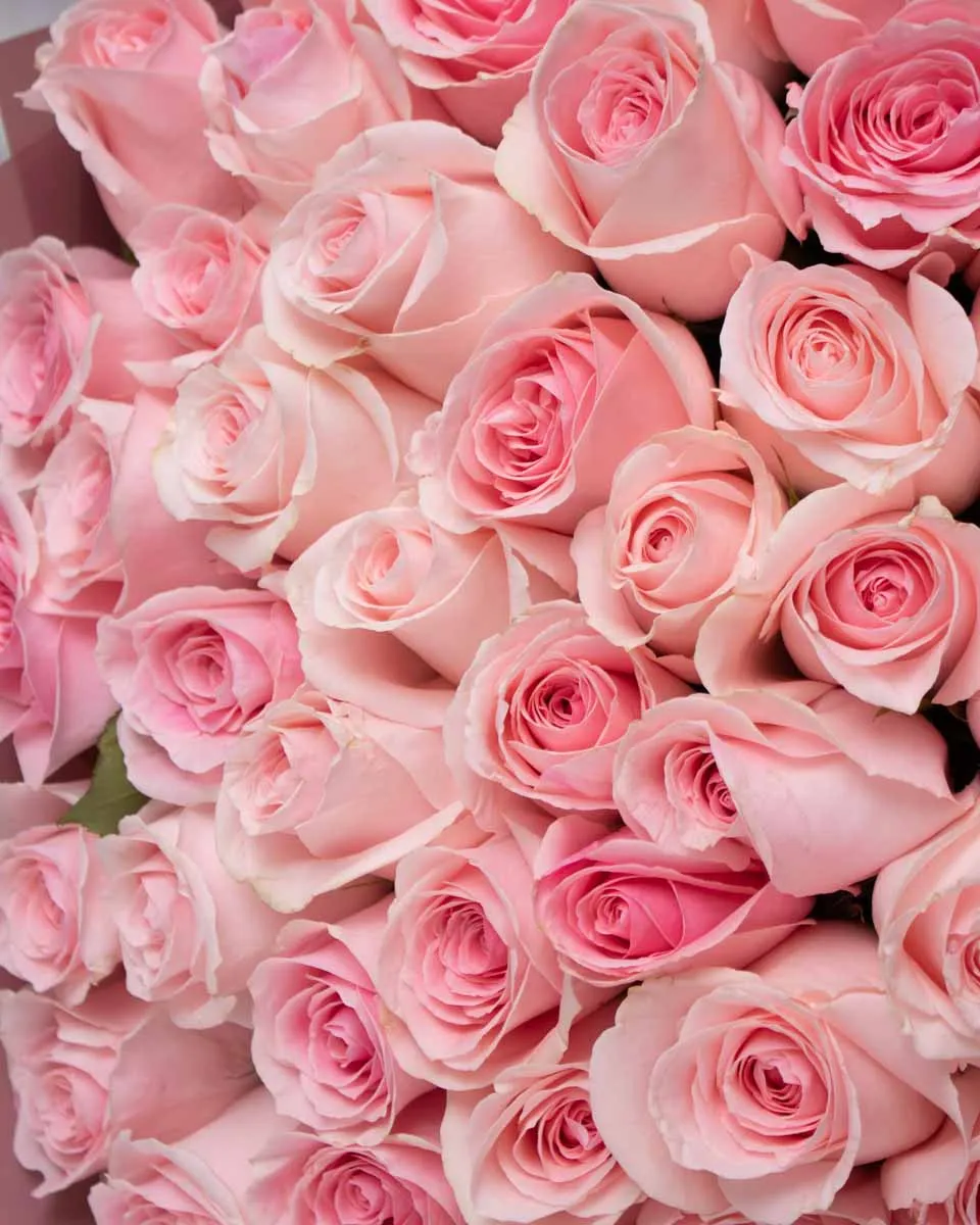 100 pink rose detailed 1