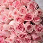 100 pink rose detailed 2