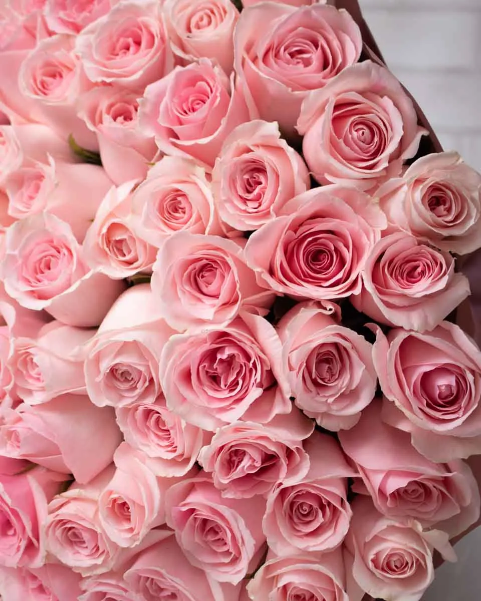 100 pink rose detailed 2