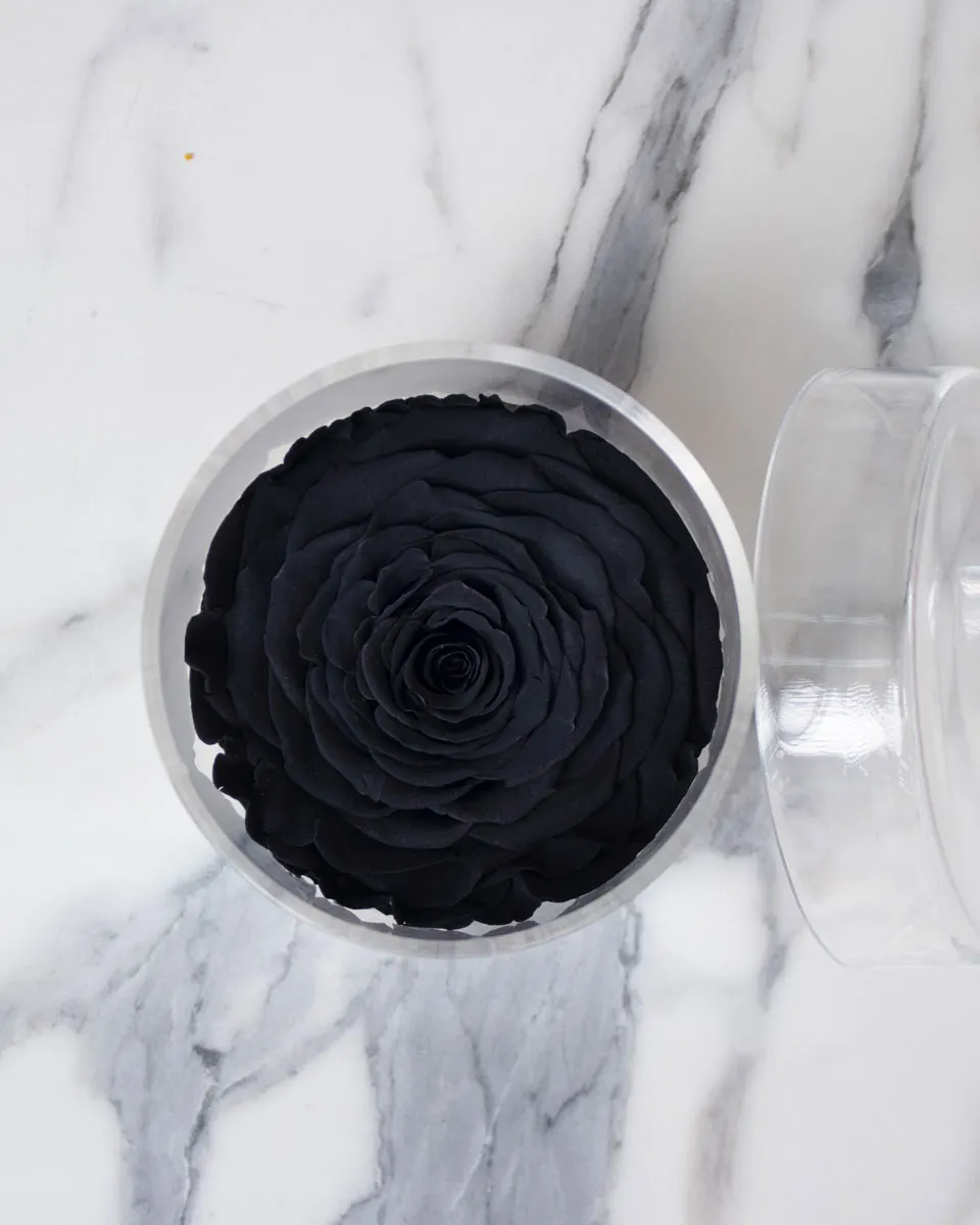 Black Rose Detailed 1