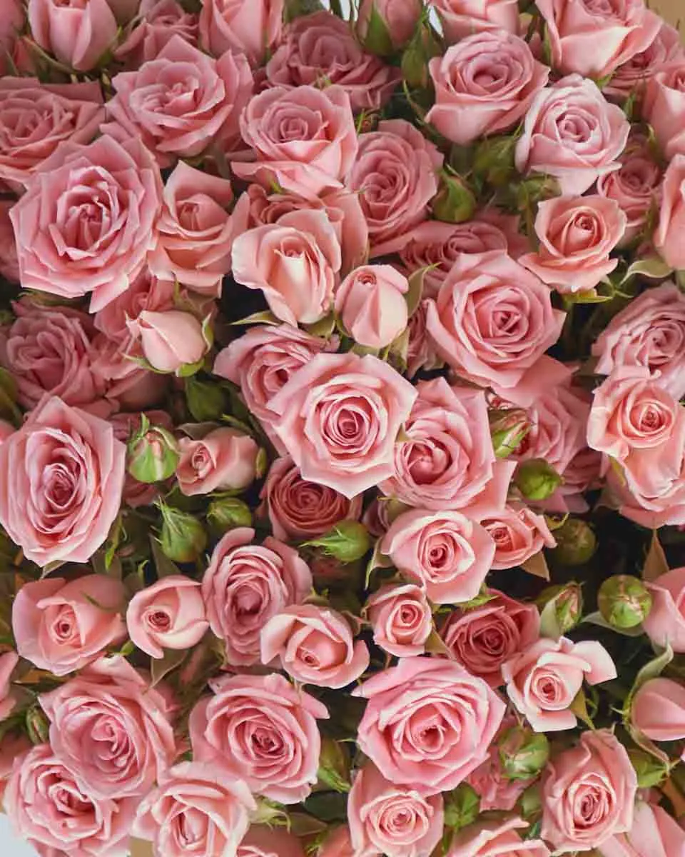 Blush Odilla  Top View