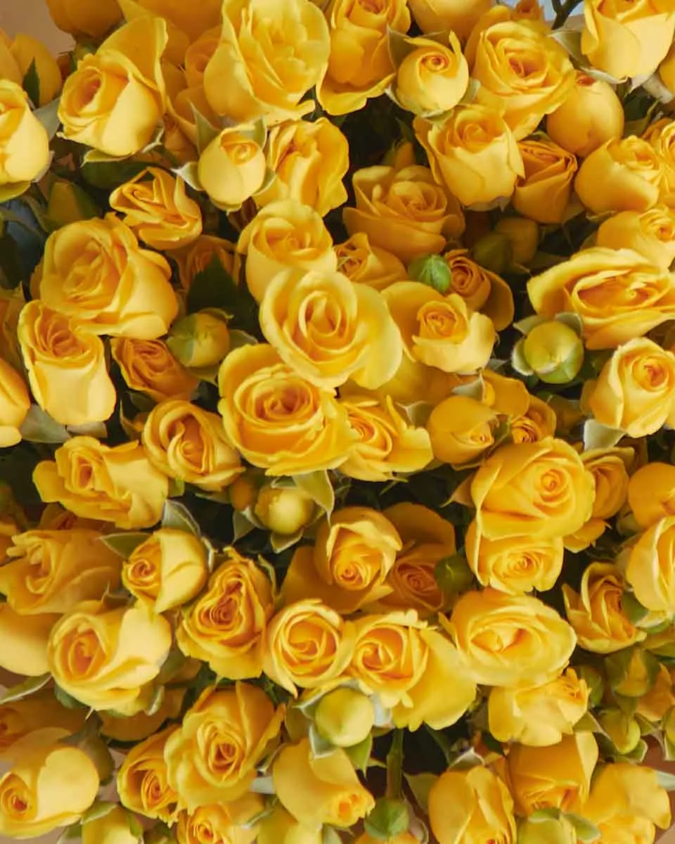 Bright Yellow 48Details Top View