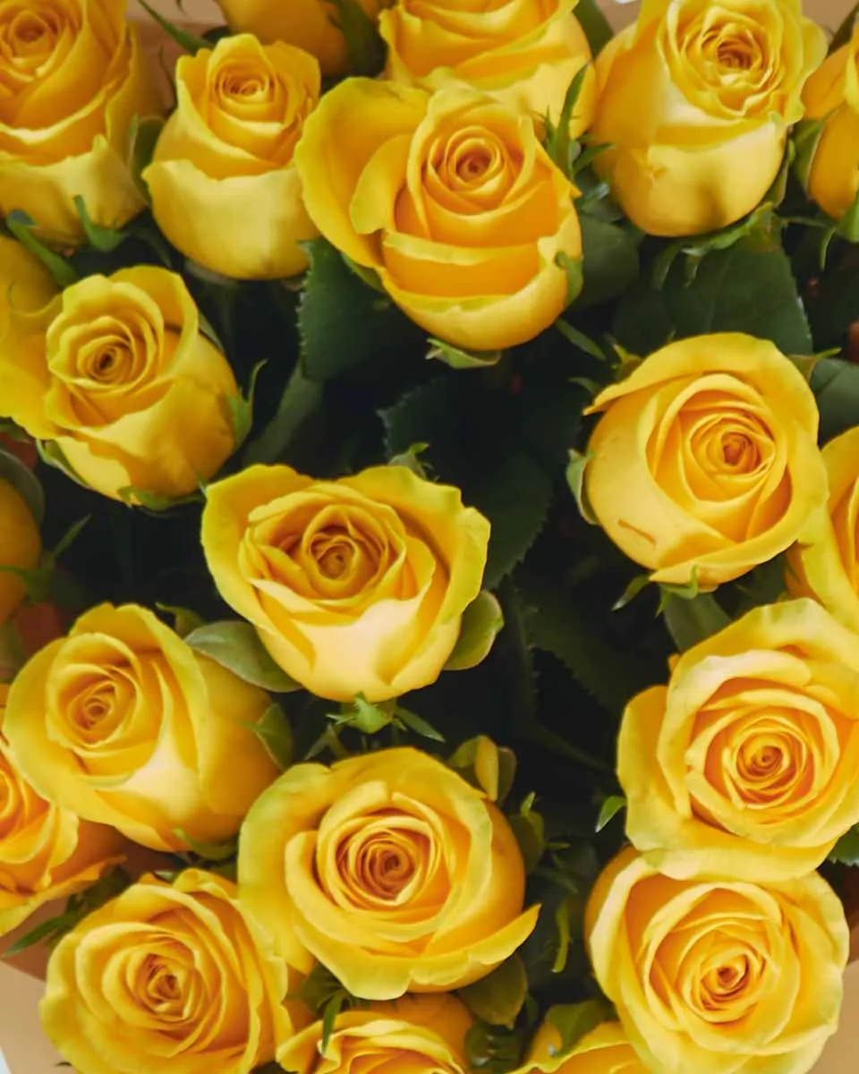 Cheerful Yello  24 TopView