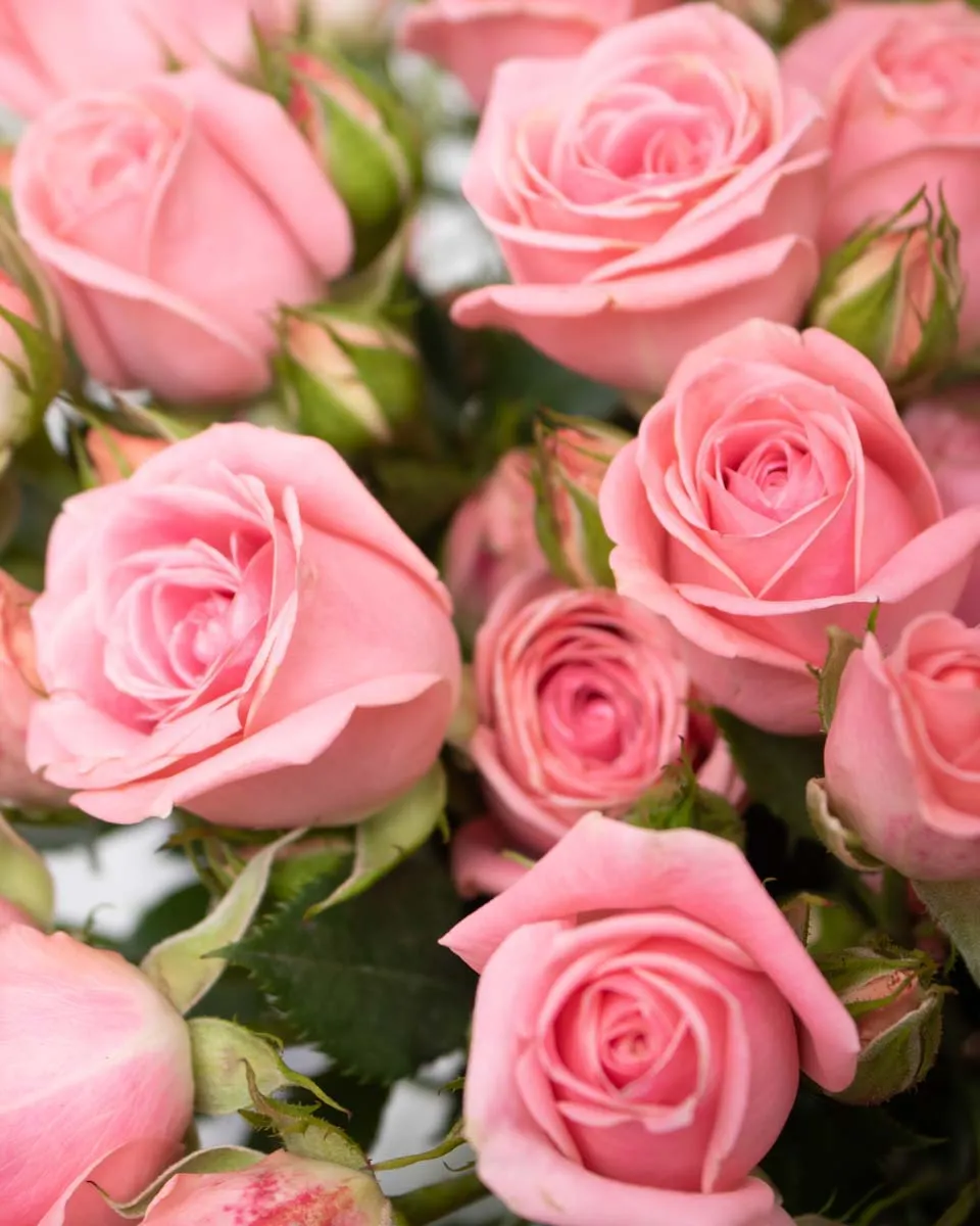 Cherished bloom odilla detailed 2 1