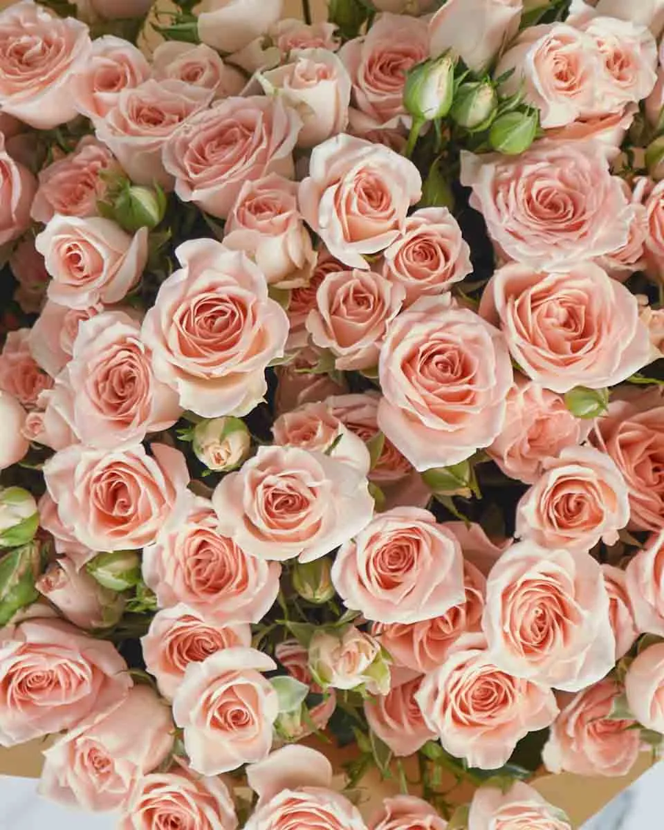 Darling Sarah Top View