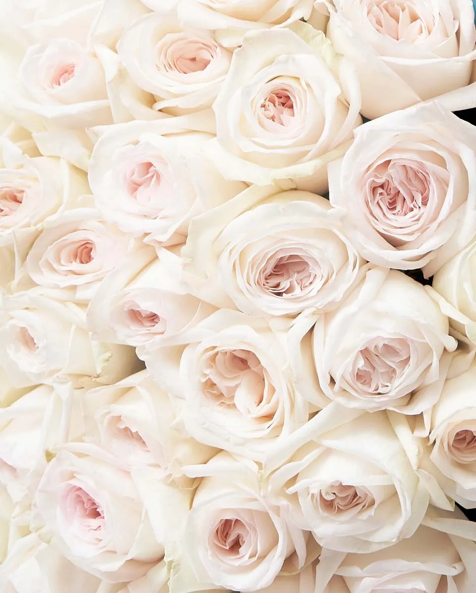 Delicate Ohara White 48 Closed