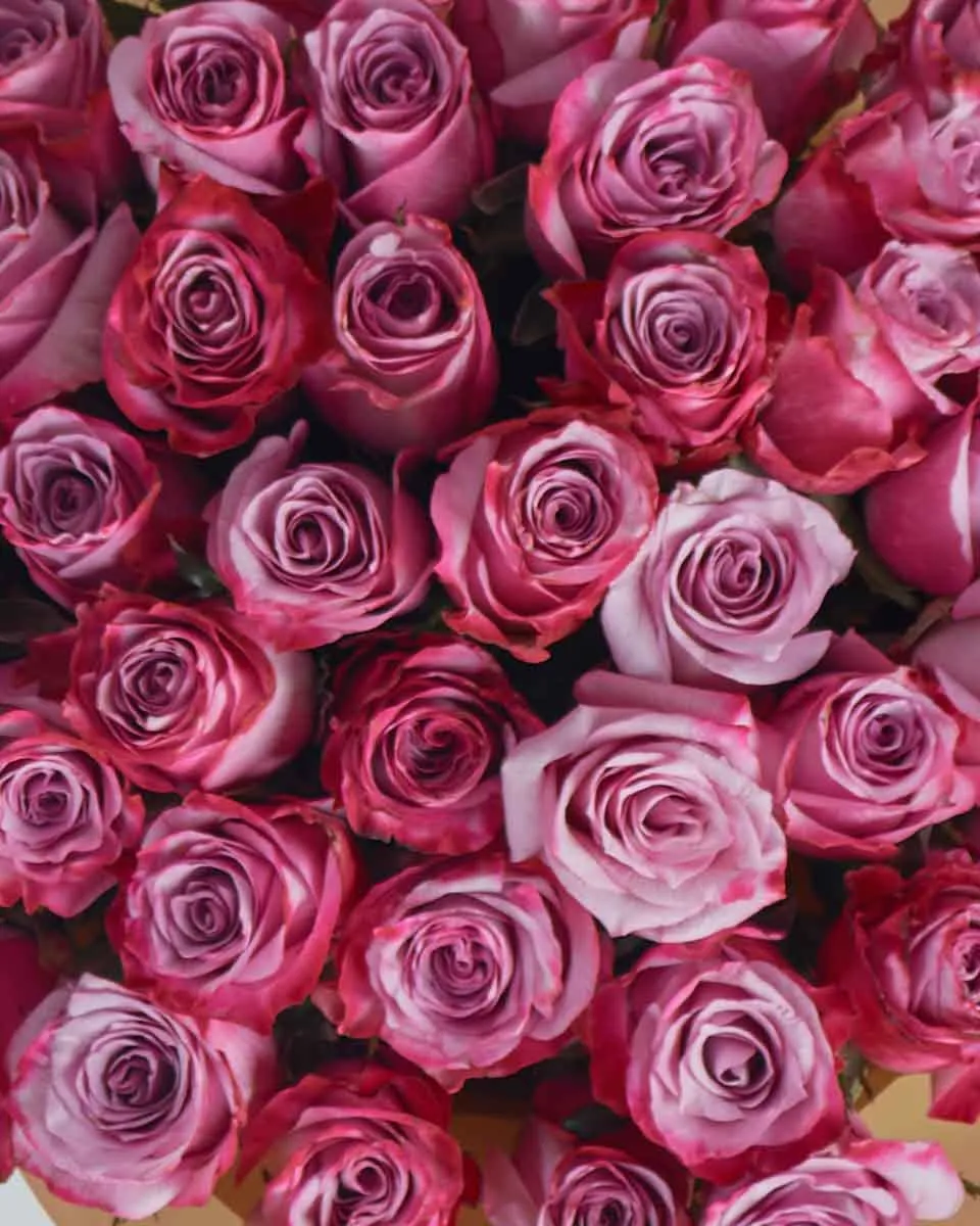 Demeter  48 TopView copy