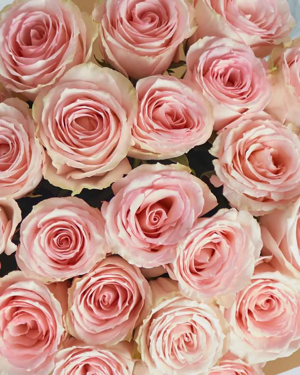 Esperanza Detailed Top View