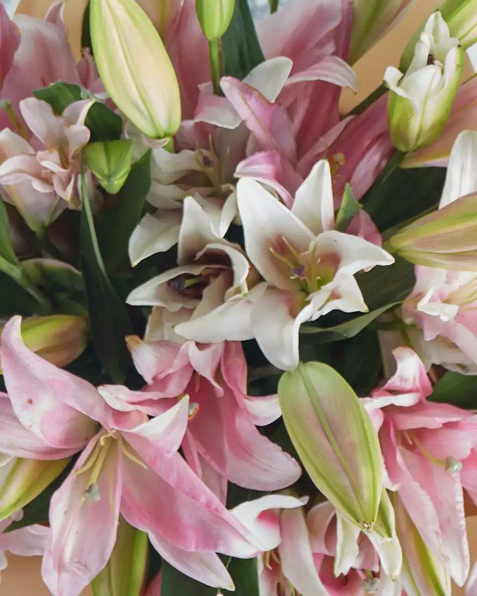 Gracefull Lily Pink  12 Close