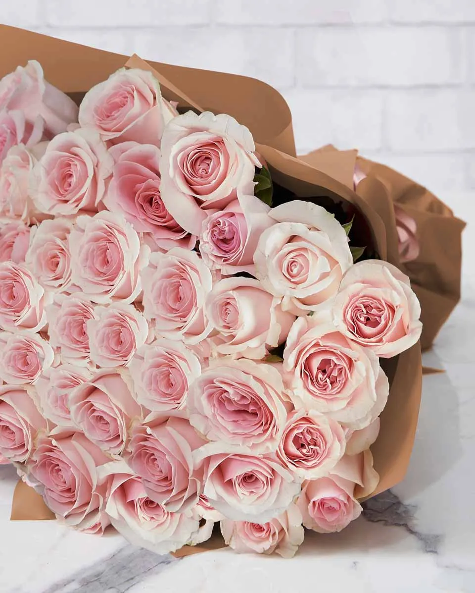 Harmonia  48 Brown Details