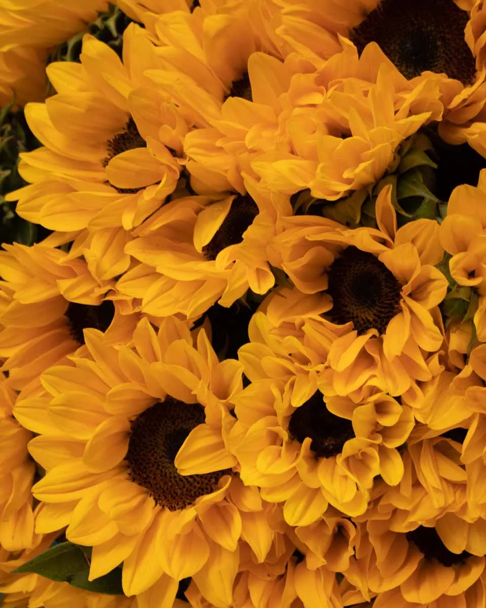 Jumbo sunflower detailed 2