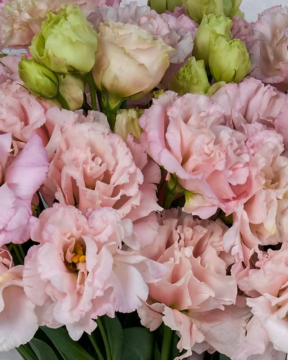 Lisanthius Wonder  Close