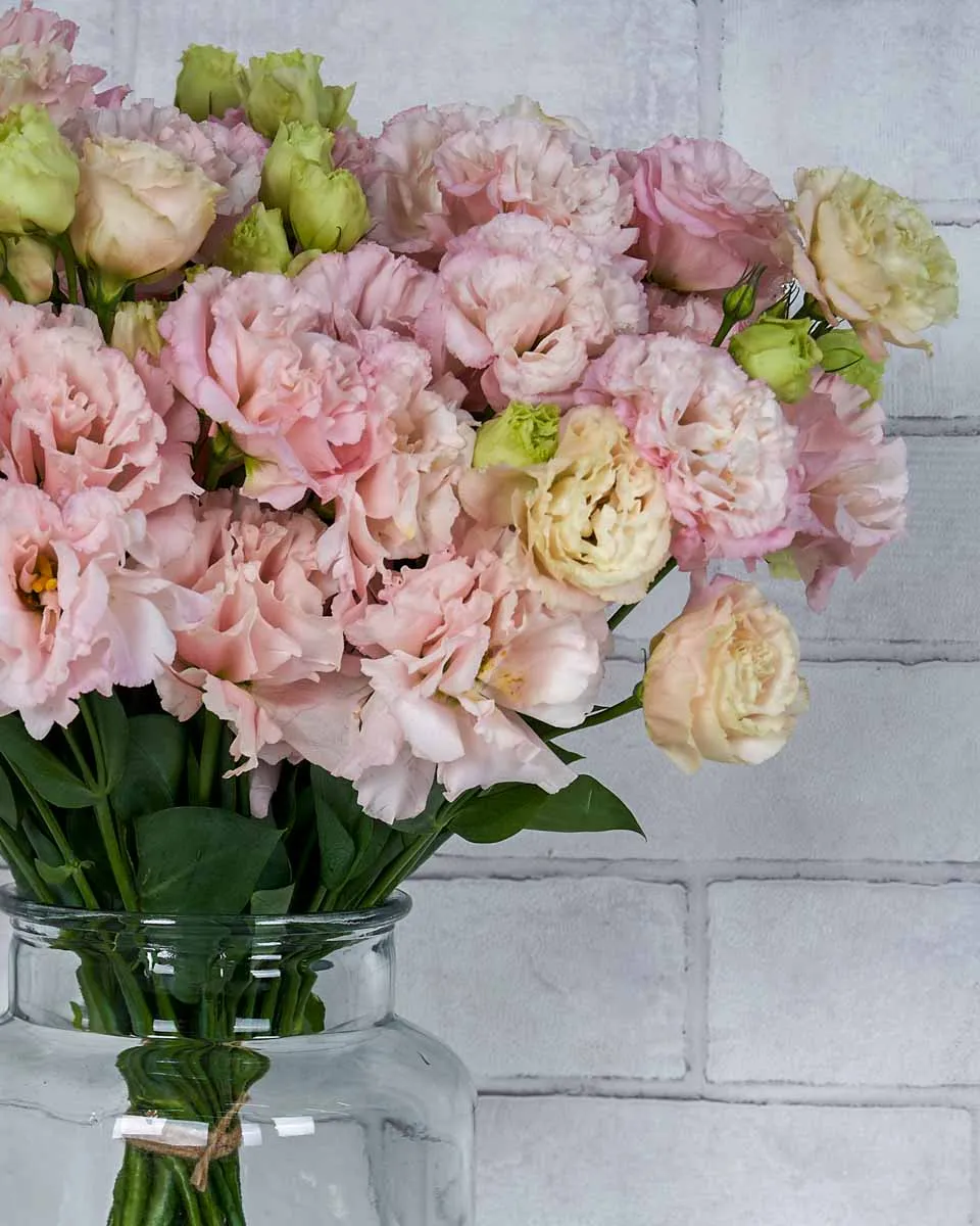 Lisanthius Wonder  Details