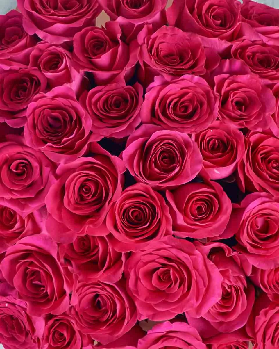 Phoebe  48 Details IMG 3542