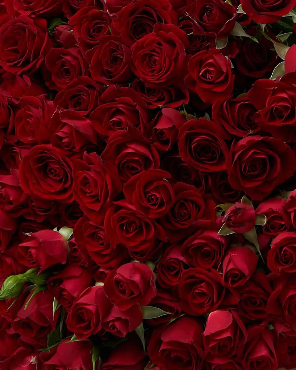 Red Melody  48 Details