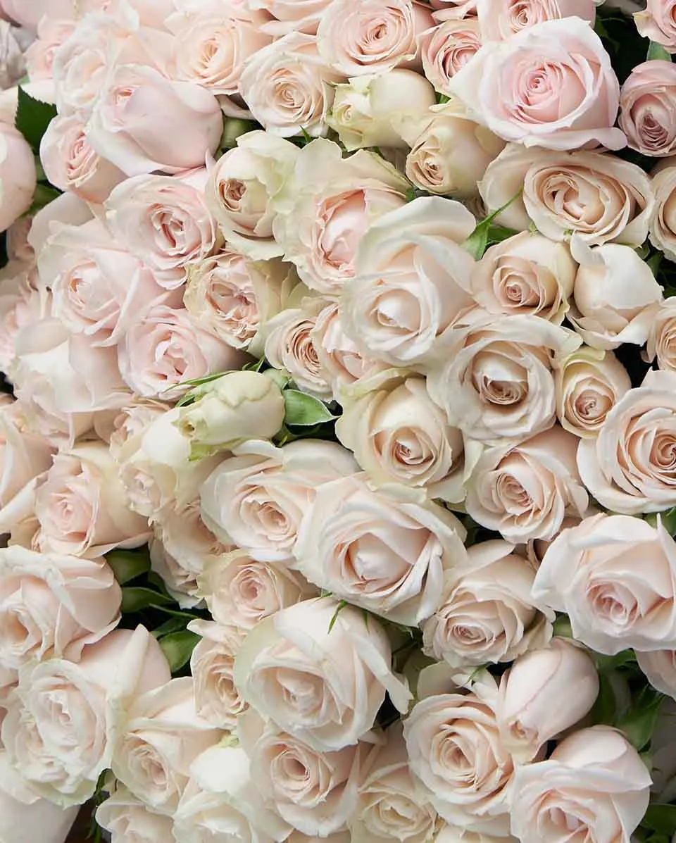 Rhea Super Bubbles  36 Close