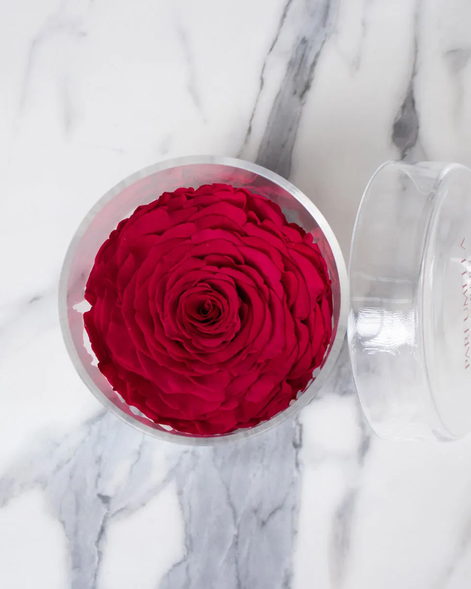 Rosa Fuchsia detailed 2