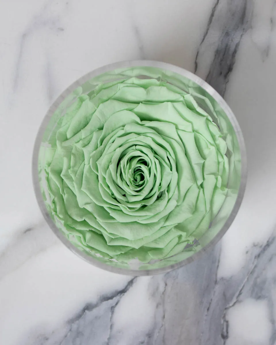 Rosa Light Green detailed 1