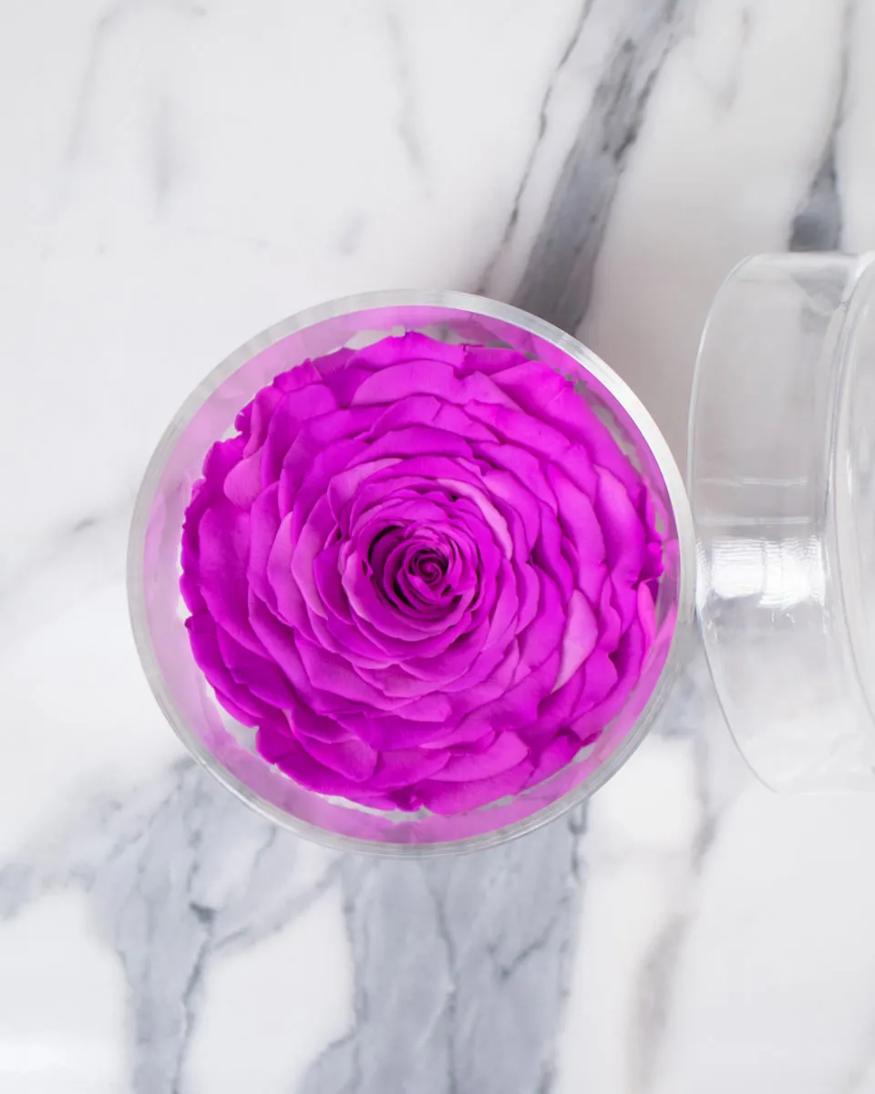 Rosa Purple detailed 1