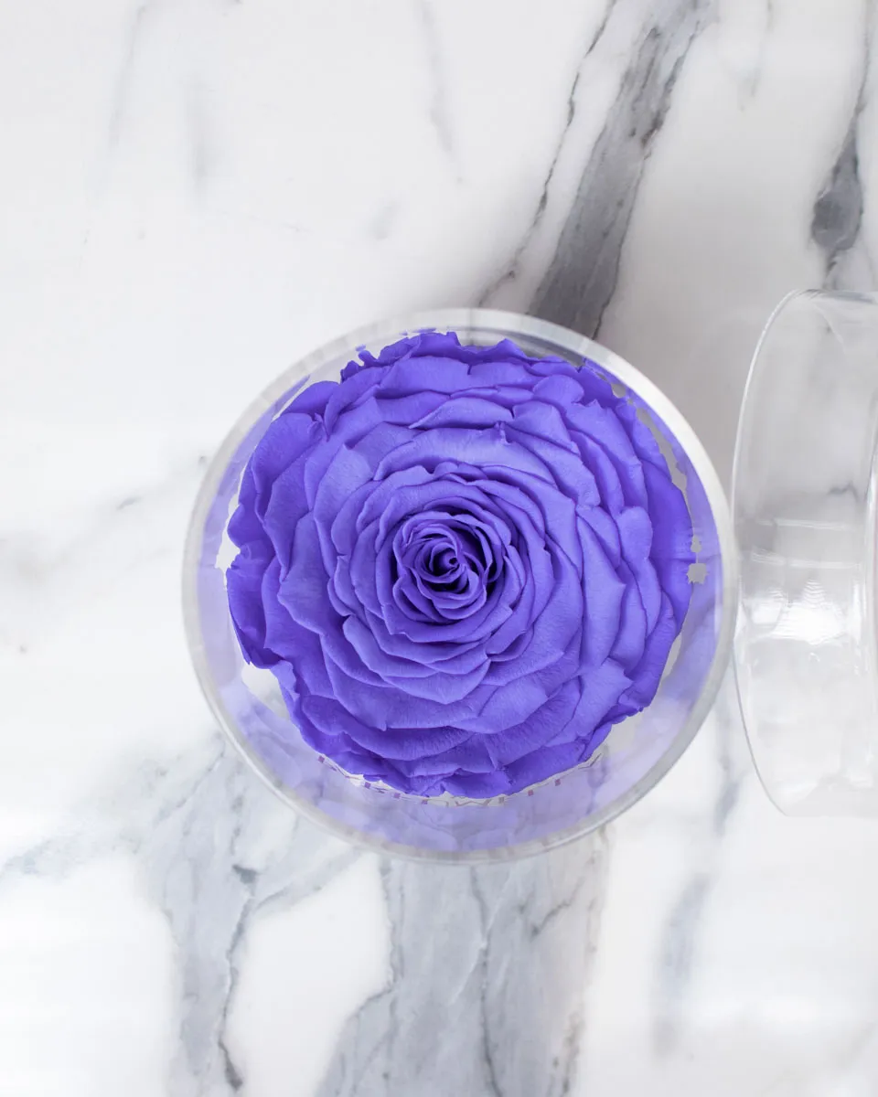 Rosa Violet detailed 2