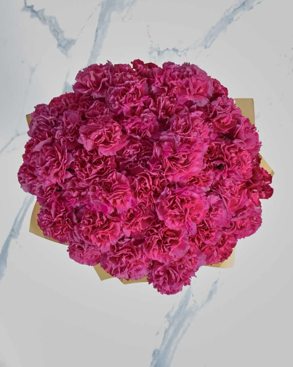 SPECIAL CARNATION Dark Pink