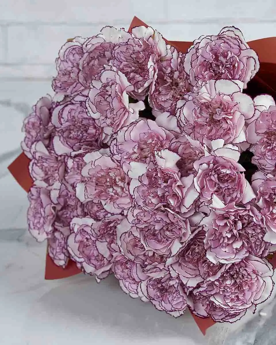 Special Carnation Damascus  48 stems  PINK Details