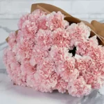 Special Carnation Light Pink 48 stems  BROWN Details