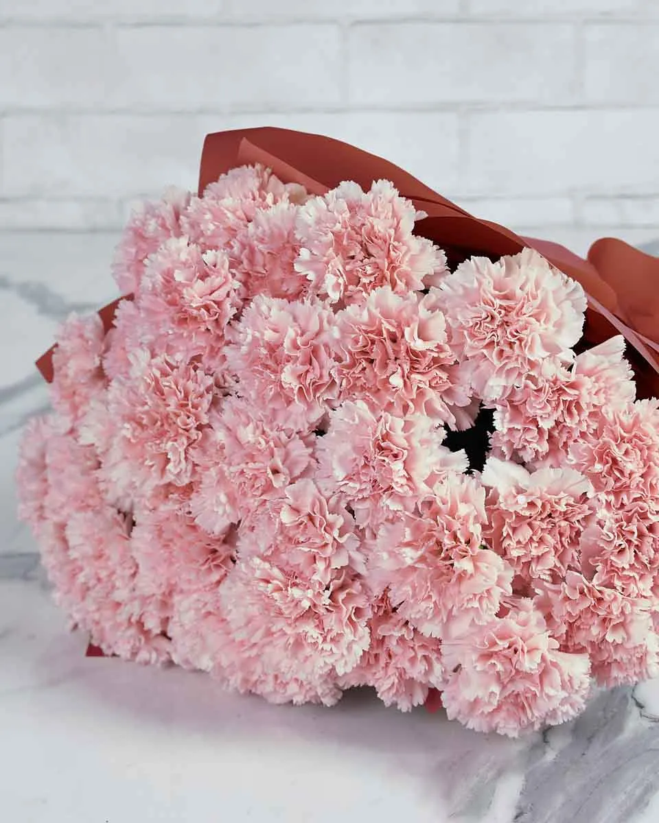 Special Carnation Light Pink 48 stems  PINK Details