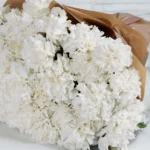 Special Carnation White  48 stems Brown Details
