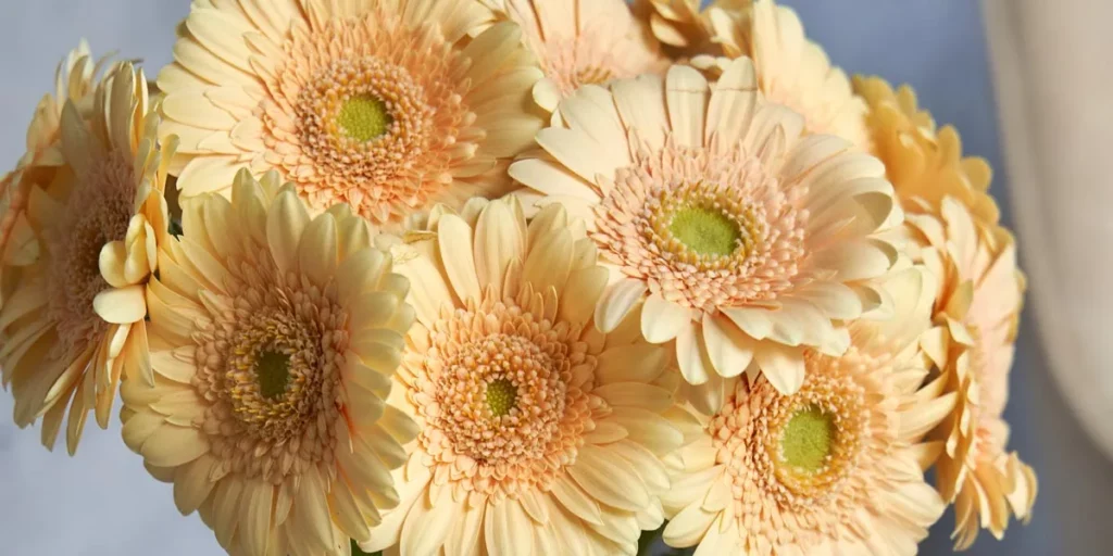 Symphany flower