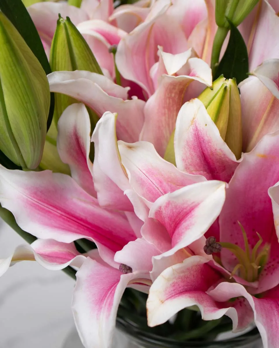 celebrating liliy pink detailed 1