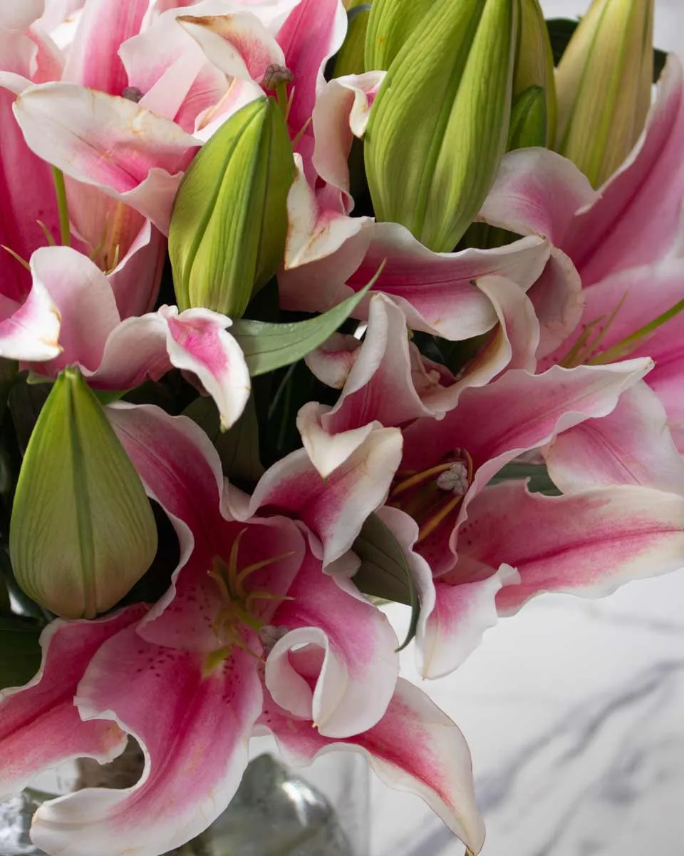 celebrating liliy pink detailed 2 1