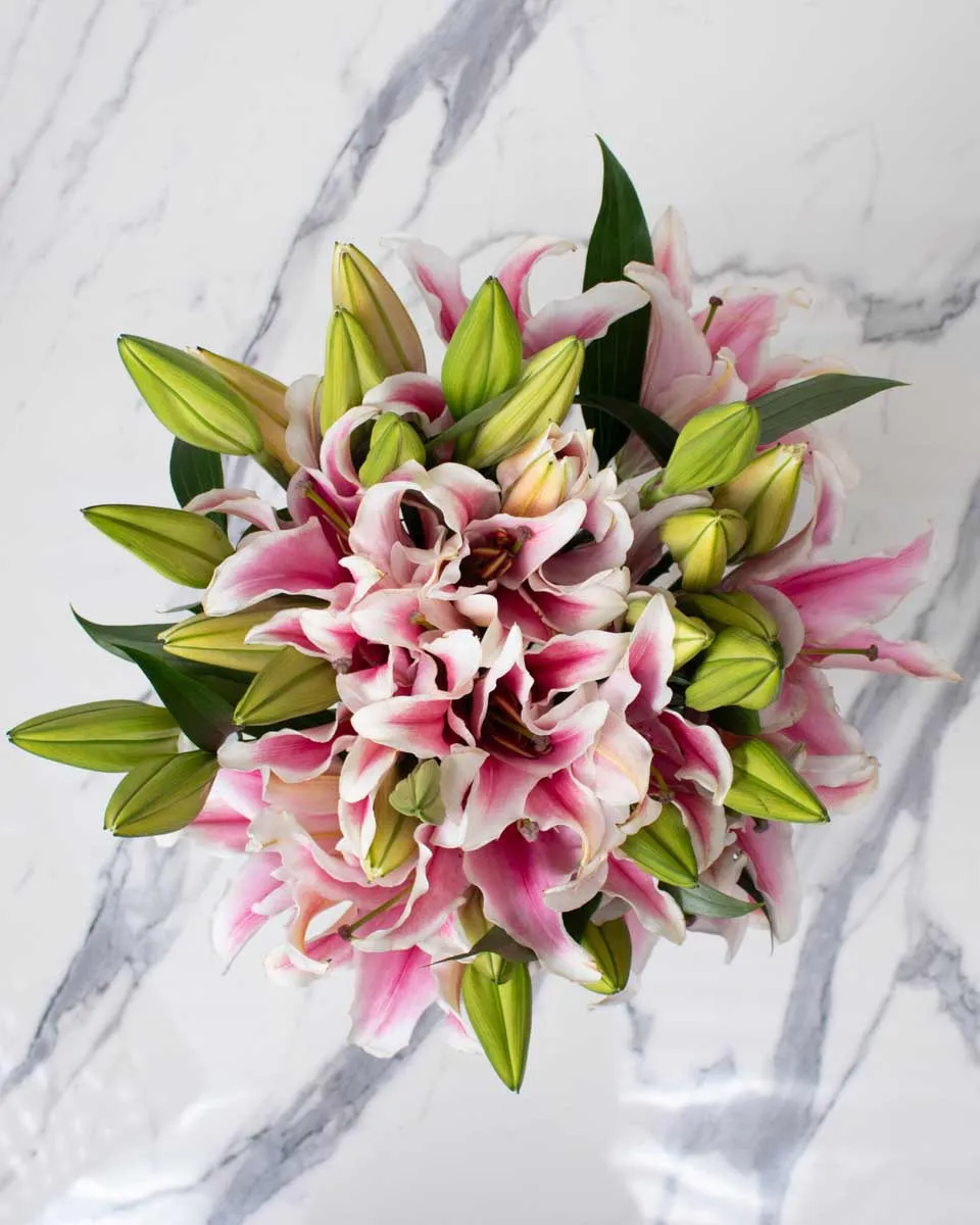 celebrating liliy pink detailed 3 1