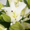 celebrating liliy white detailed 1