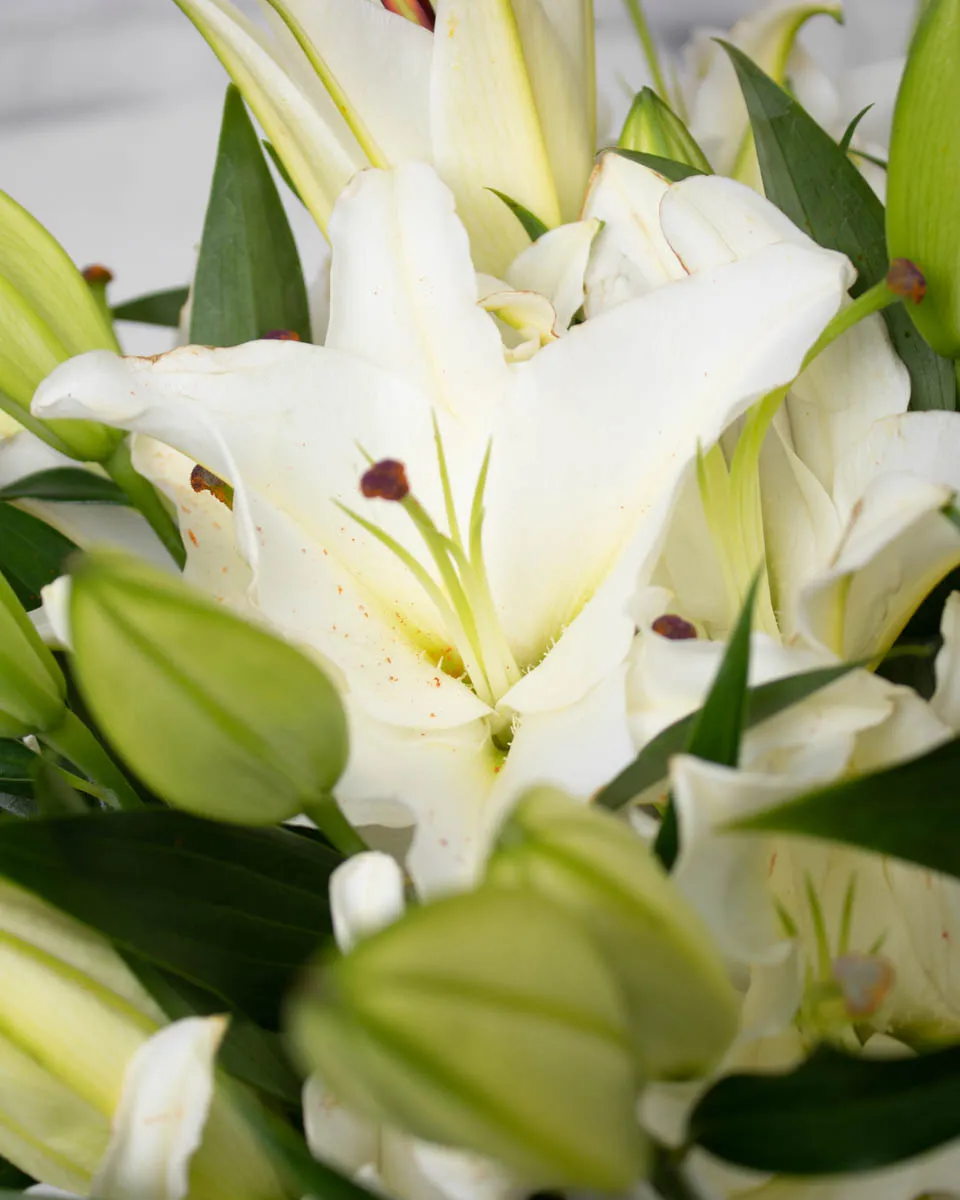 celebrating liliy white detailed 1