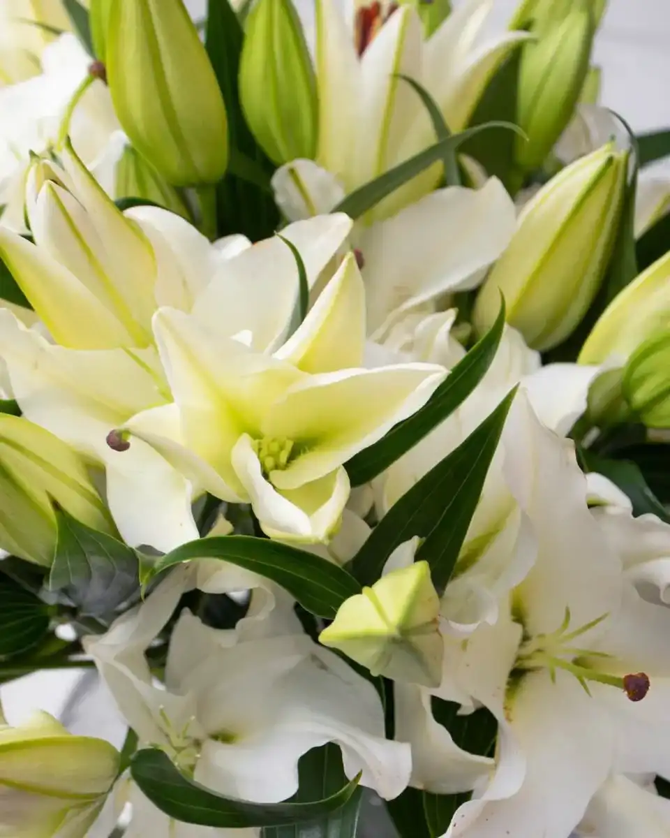 celebrating liliy white detailed 2 1