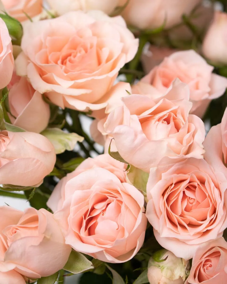 cherished blooms super bubbles detailed 1 1