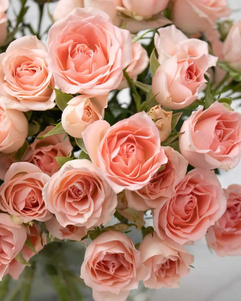 cherished blooms super bubbles detailed 2 1