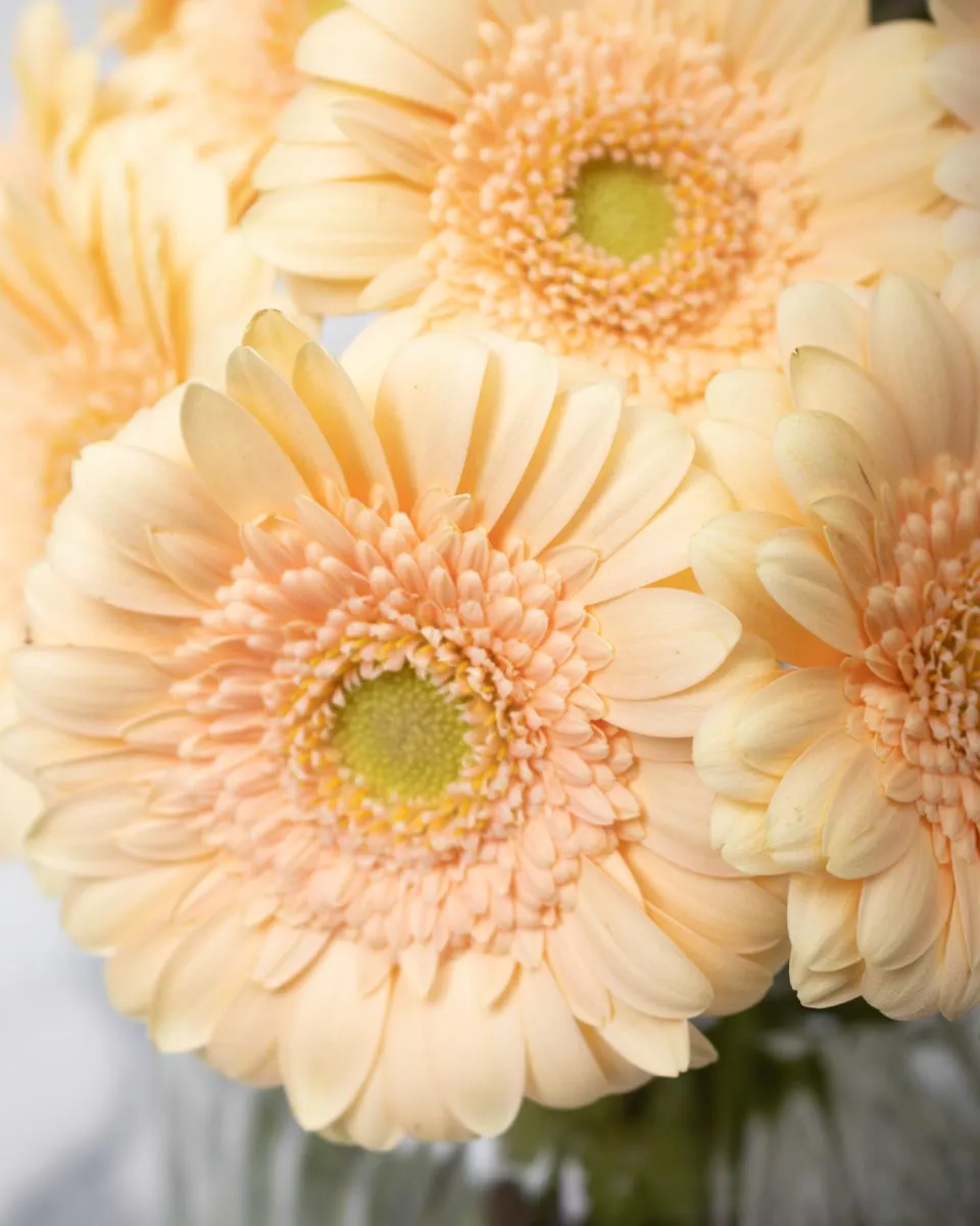 delightful daisy light peach detailed