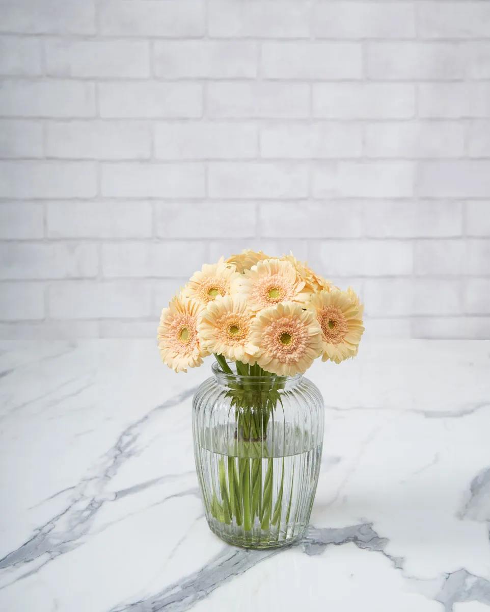 delightful daisy light peach