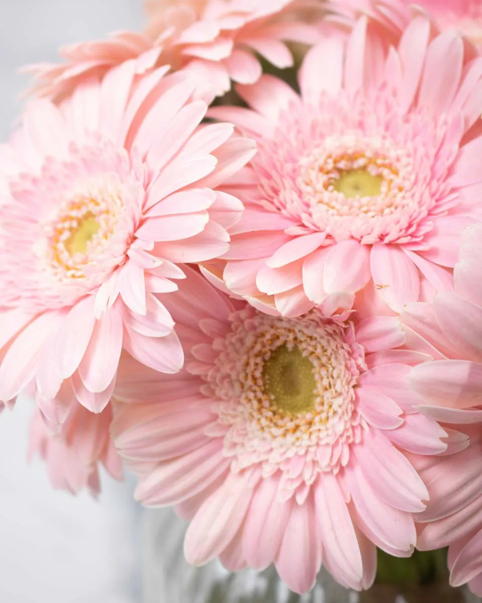 delightful daisy light pink detailed