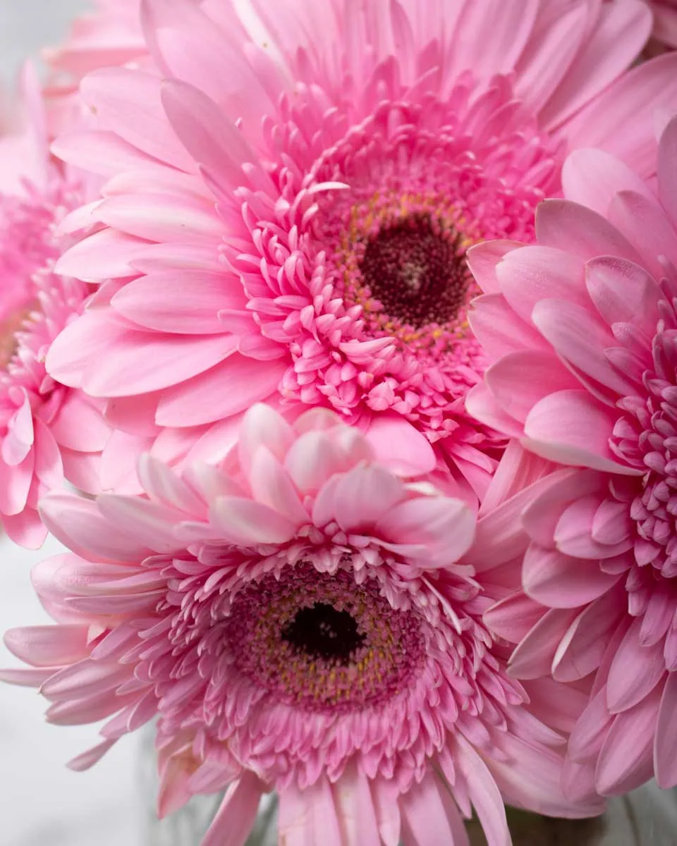 delightful daisy pink detailed 1