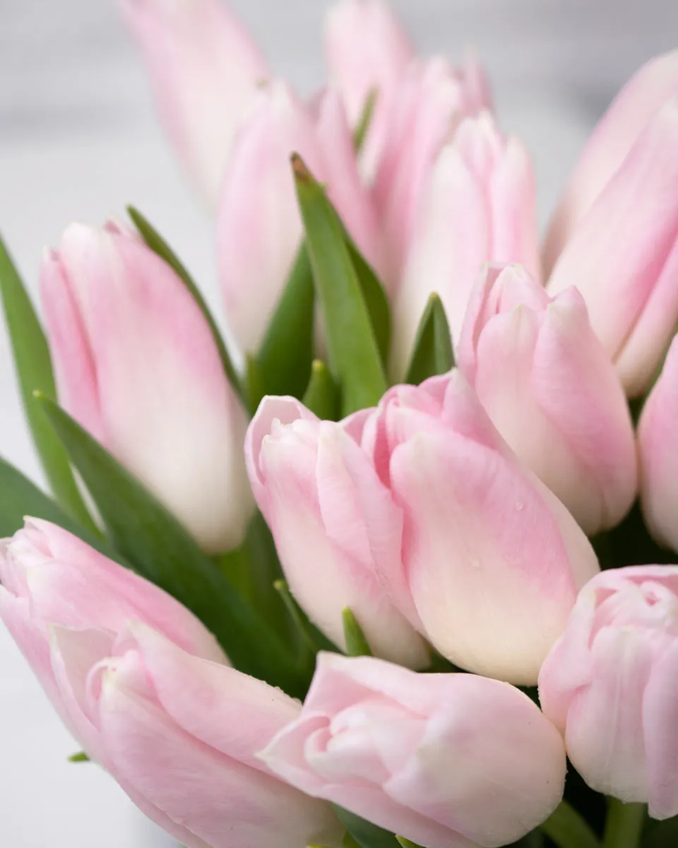 demure tulip pink green vase detailed 2 1