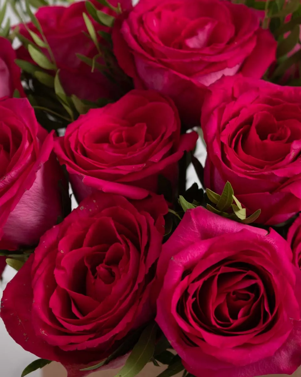 fuchsia rose love detailed 1