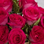 fuchsia rose love detailed 2