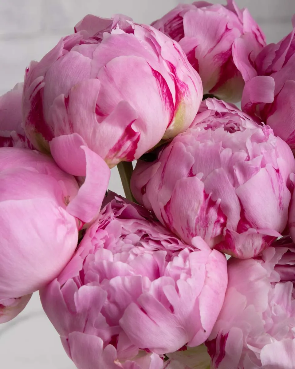 love peonies detailed 1 1