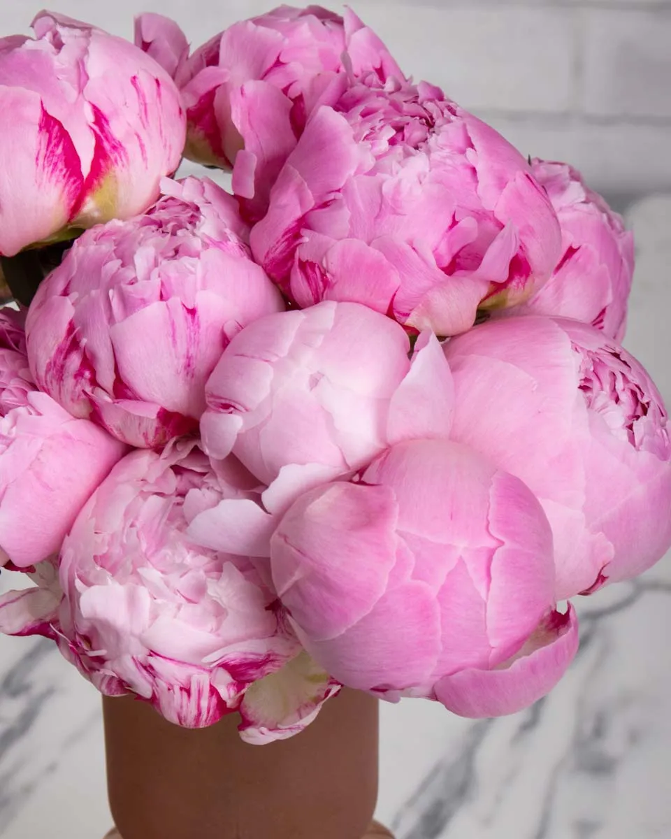 love peonies detailed 2