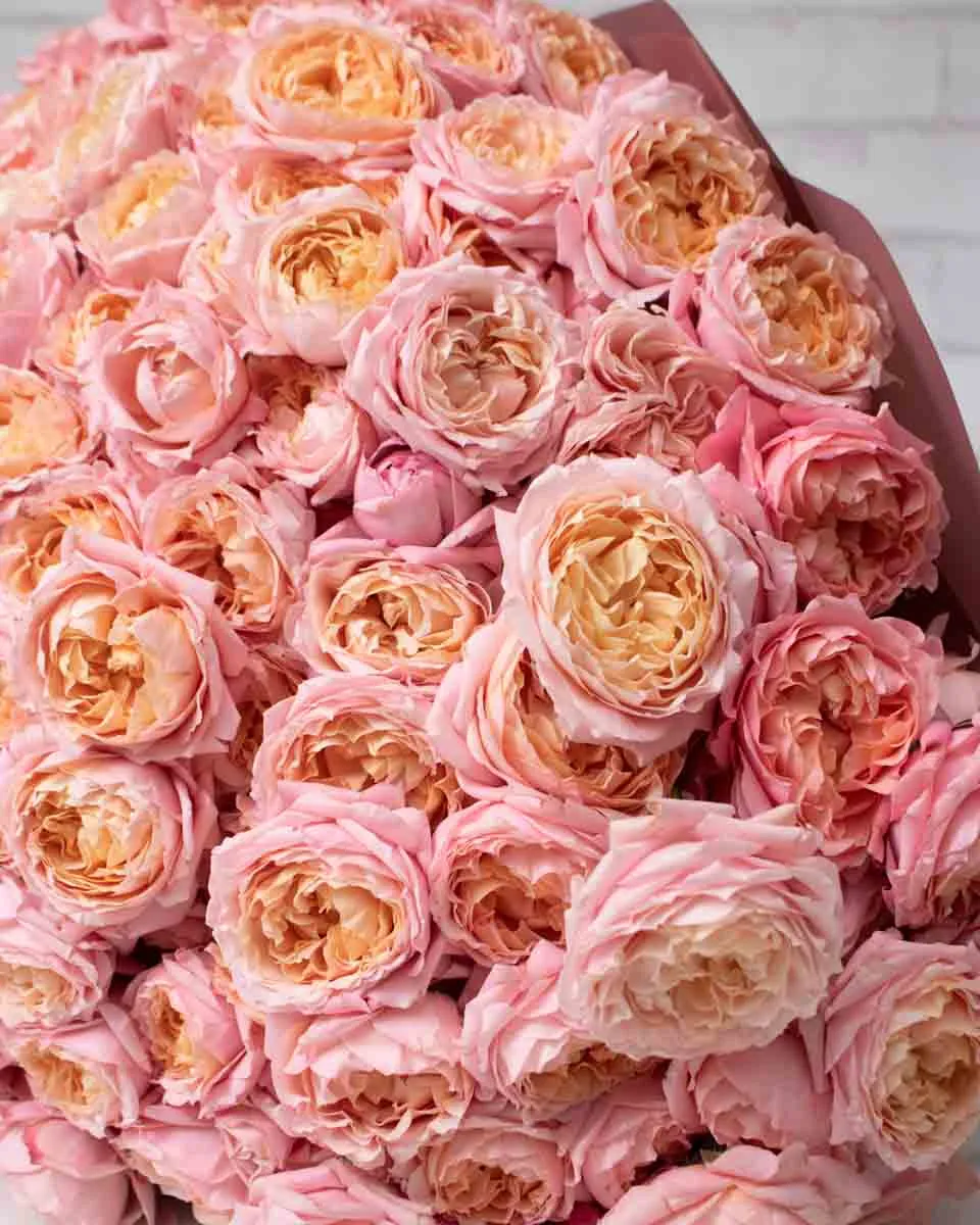 marvelous julieta 3 detailed